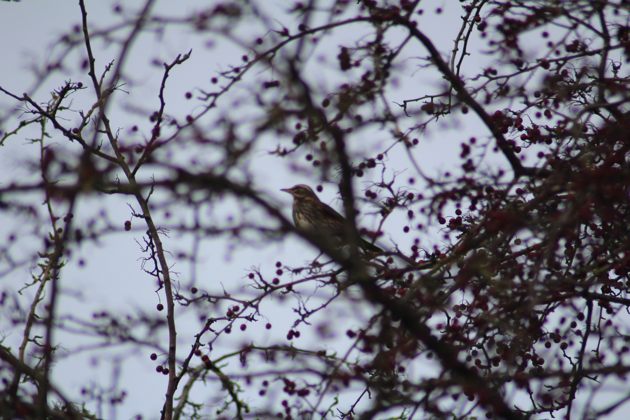 Redwing (Turdus iliacus), photo 9