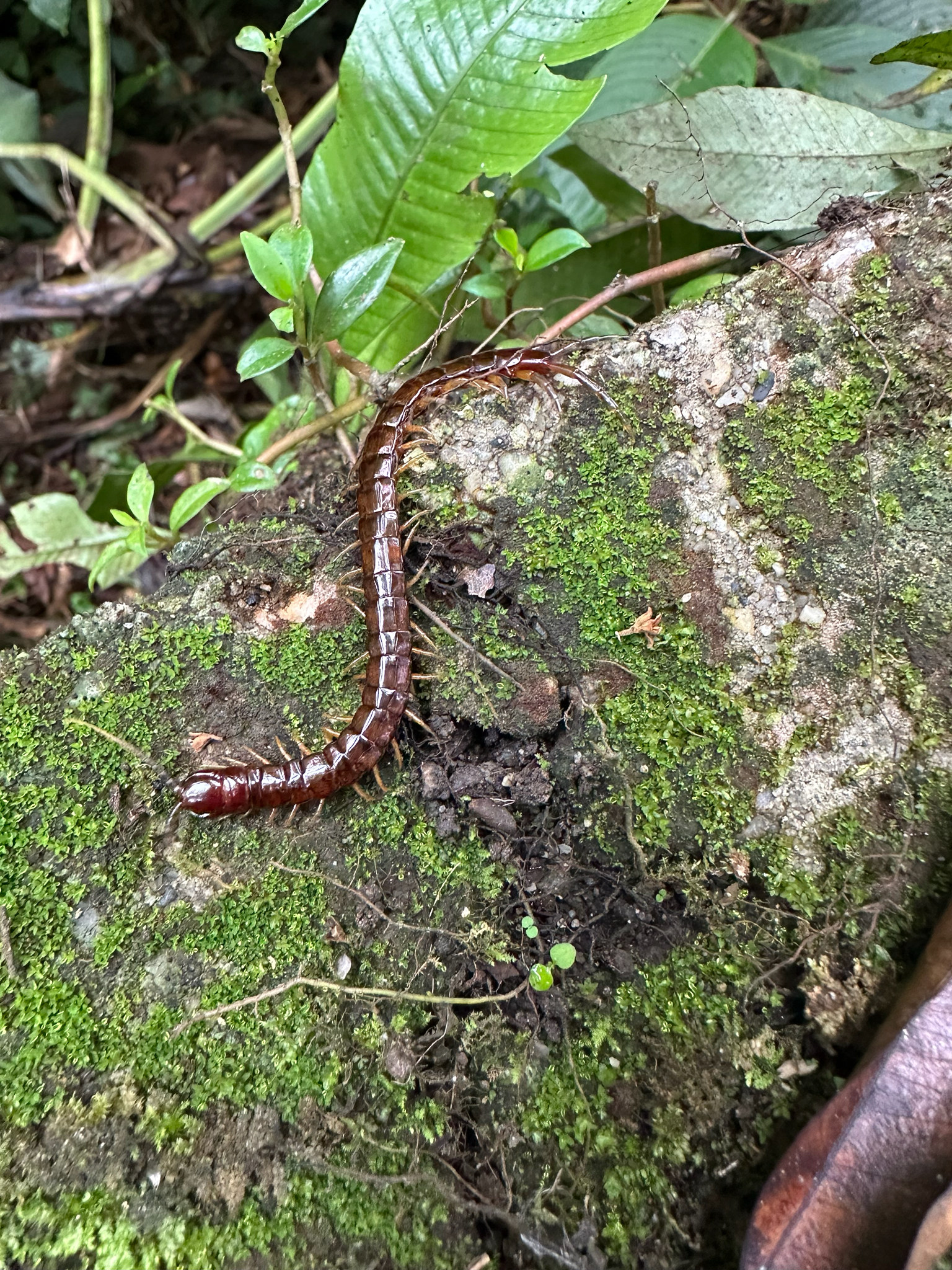 Scolopocryptops Newport, 1844