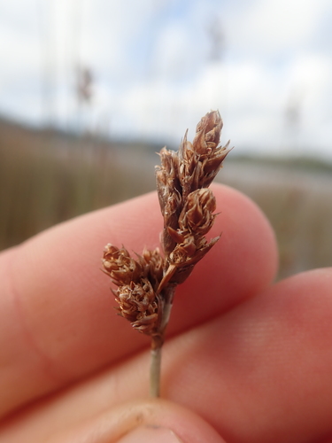 Apodasmia chilensis (Apodasmia chilensis)