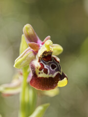 Celje Bee Orchid (Ophrys celiensis)