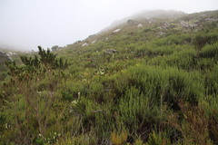 Myrovernix longifolius