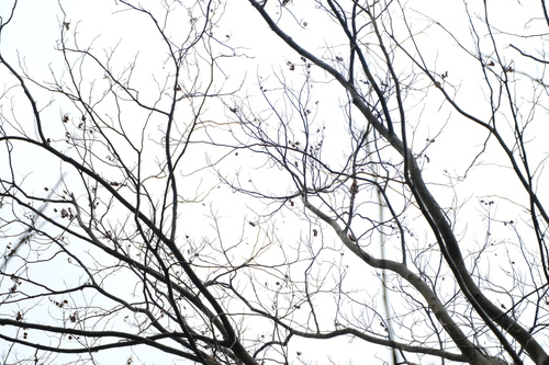 Cyclocarya paliurus, photograph 1