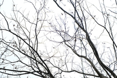 Cyclocarya paliurus, photograph (c) 王天明, some rights reserved (CC BY)