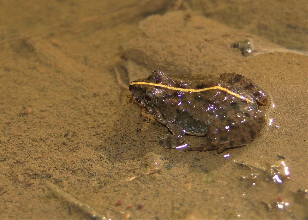 Cope's Swamp Frog