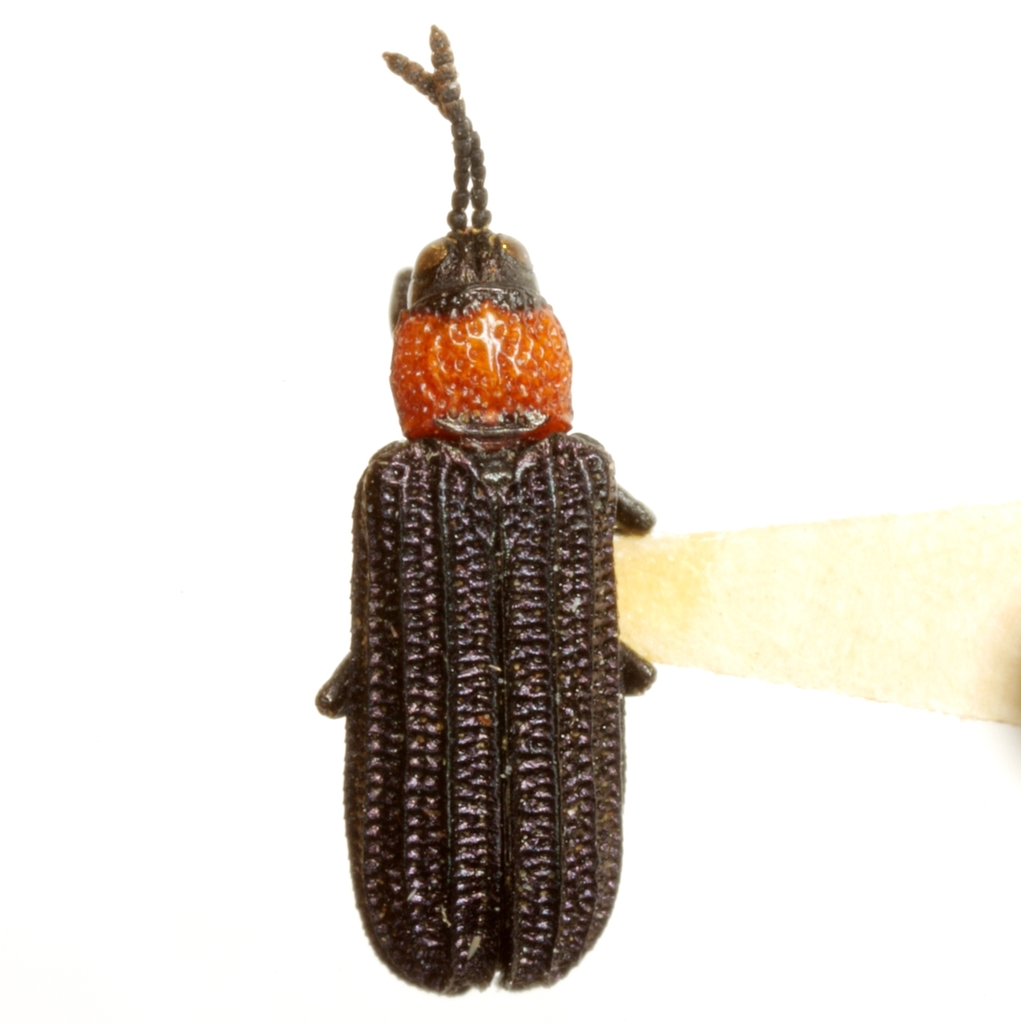 Anisostena lecontii