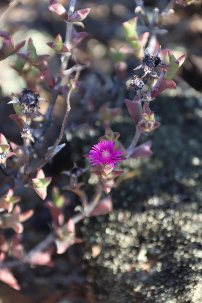 Ruschia viridis (Haw.) G.D.Rowley 2