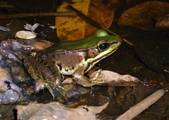 Lithobates palmipes