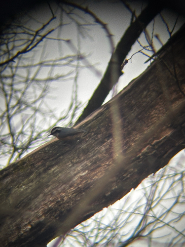 Red-breasted Nuthatch (Sitta canadensis), photo 4