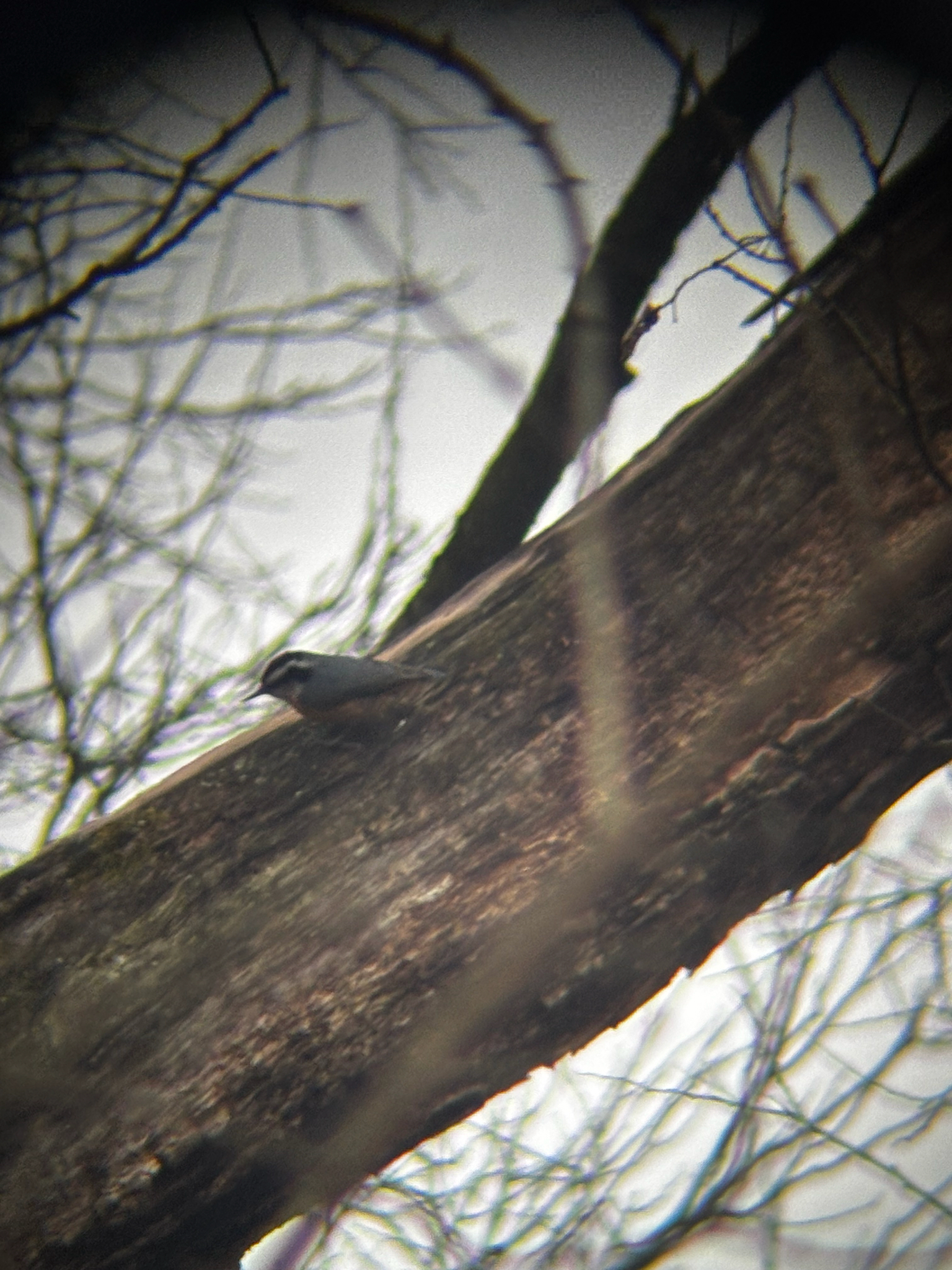 Red-breasted Nuthatch (Sitta canadensis), photo 4