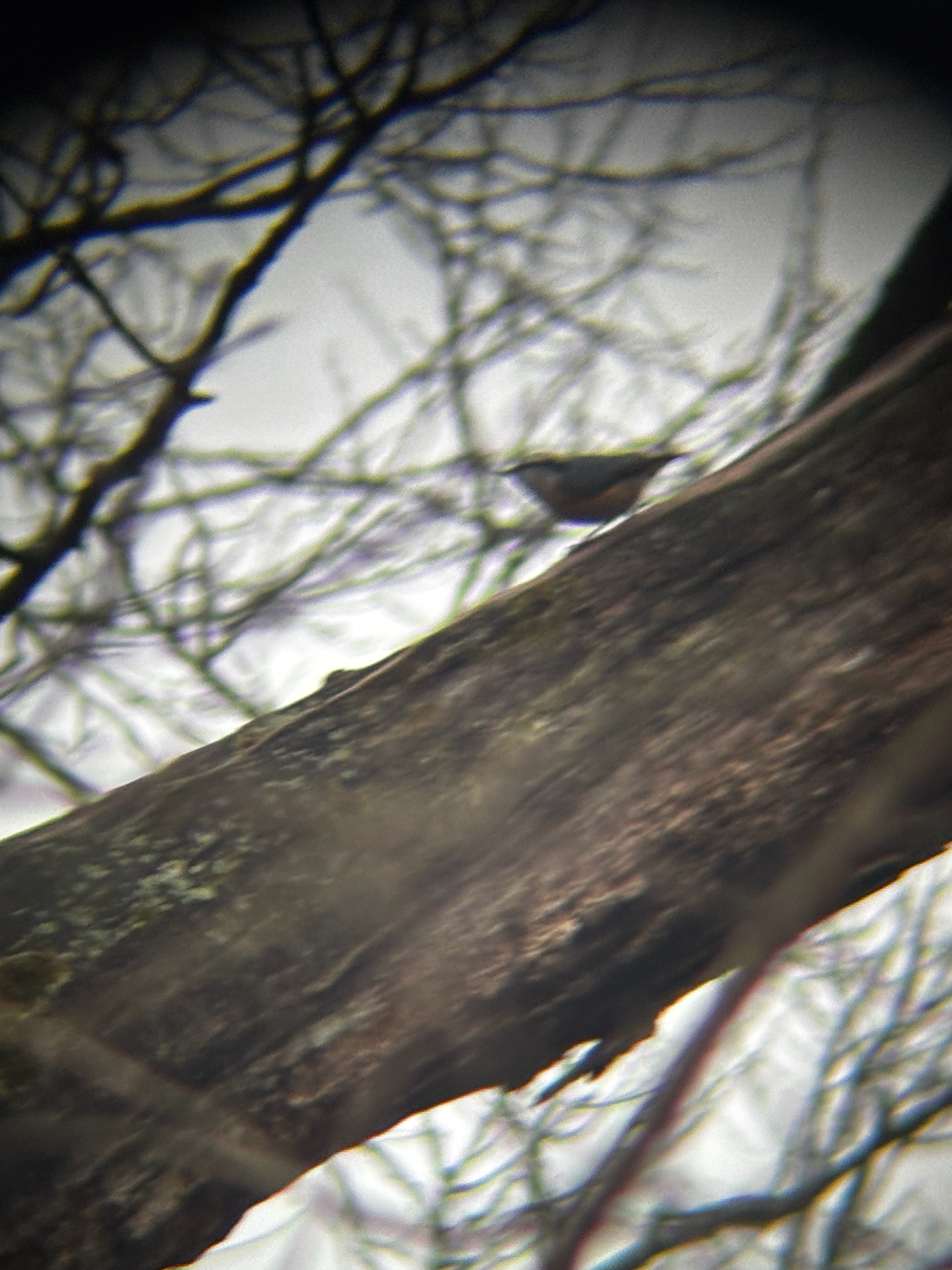 Red-breasted Nuthatch (Sitta canadensis), photo 5