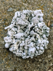 Schizopelte parishii