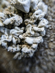 Schizopelte parishii