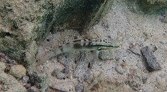 Amblygobius stethophthalmus