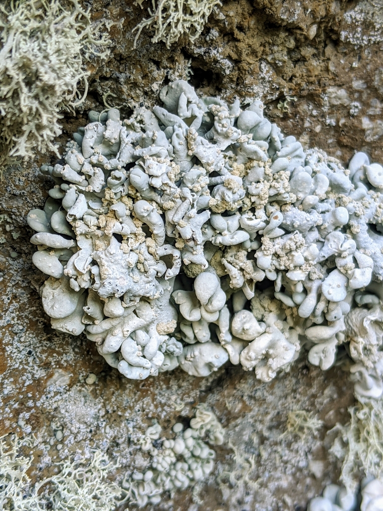 Brittle Bag Lichen