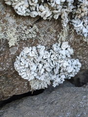 Schizopelte parishii