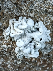 Schizopelte parishii