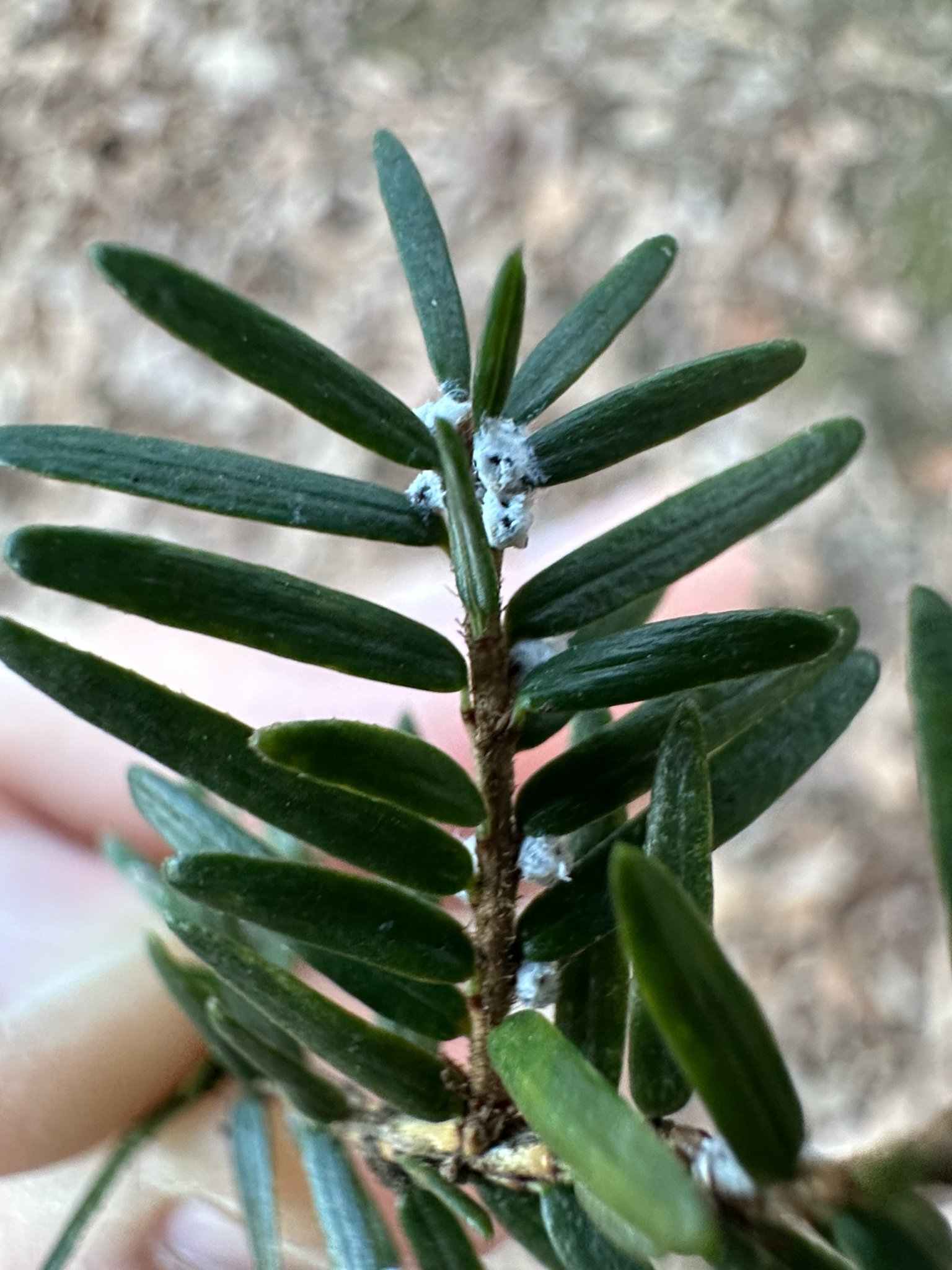 Hemlock woolly adelgid (Adelges tsugae)