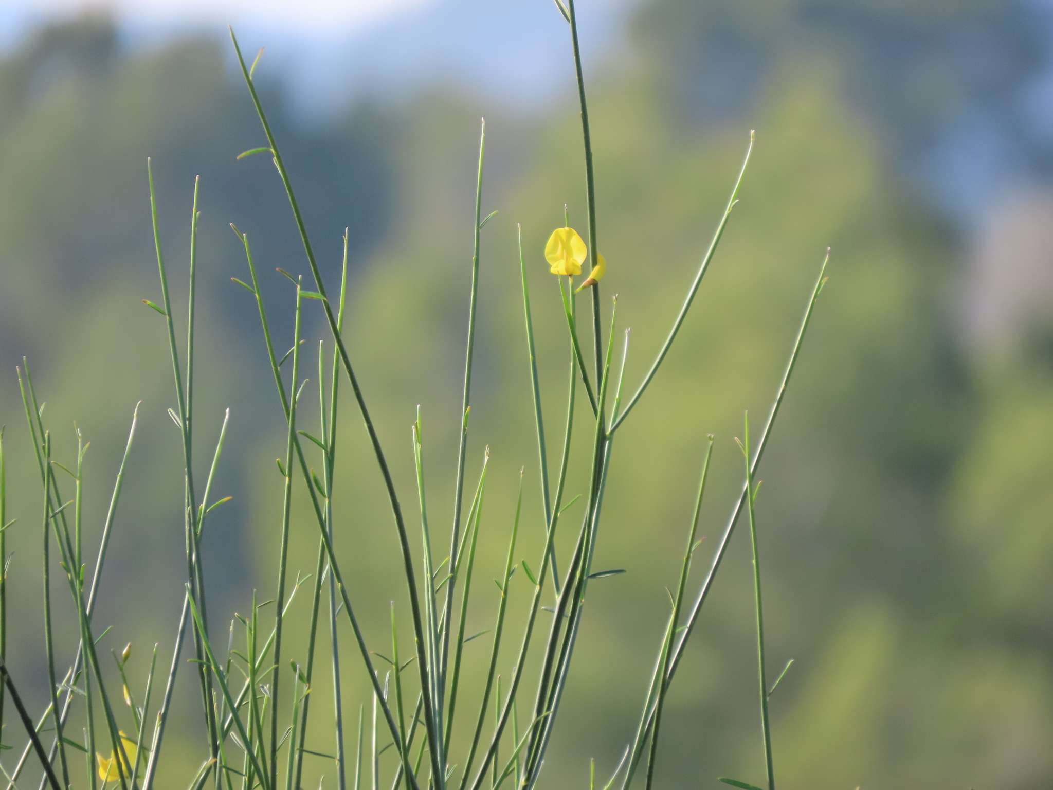 Spanish broom
