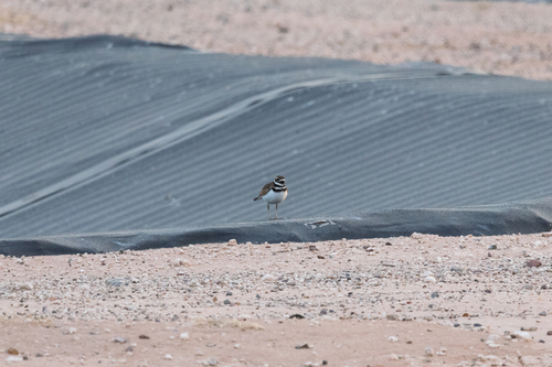 Killdeer
