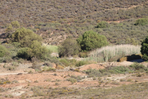 Cape Silver Willow (Salix mucronata)