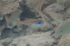 Zoramia viridiventer