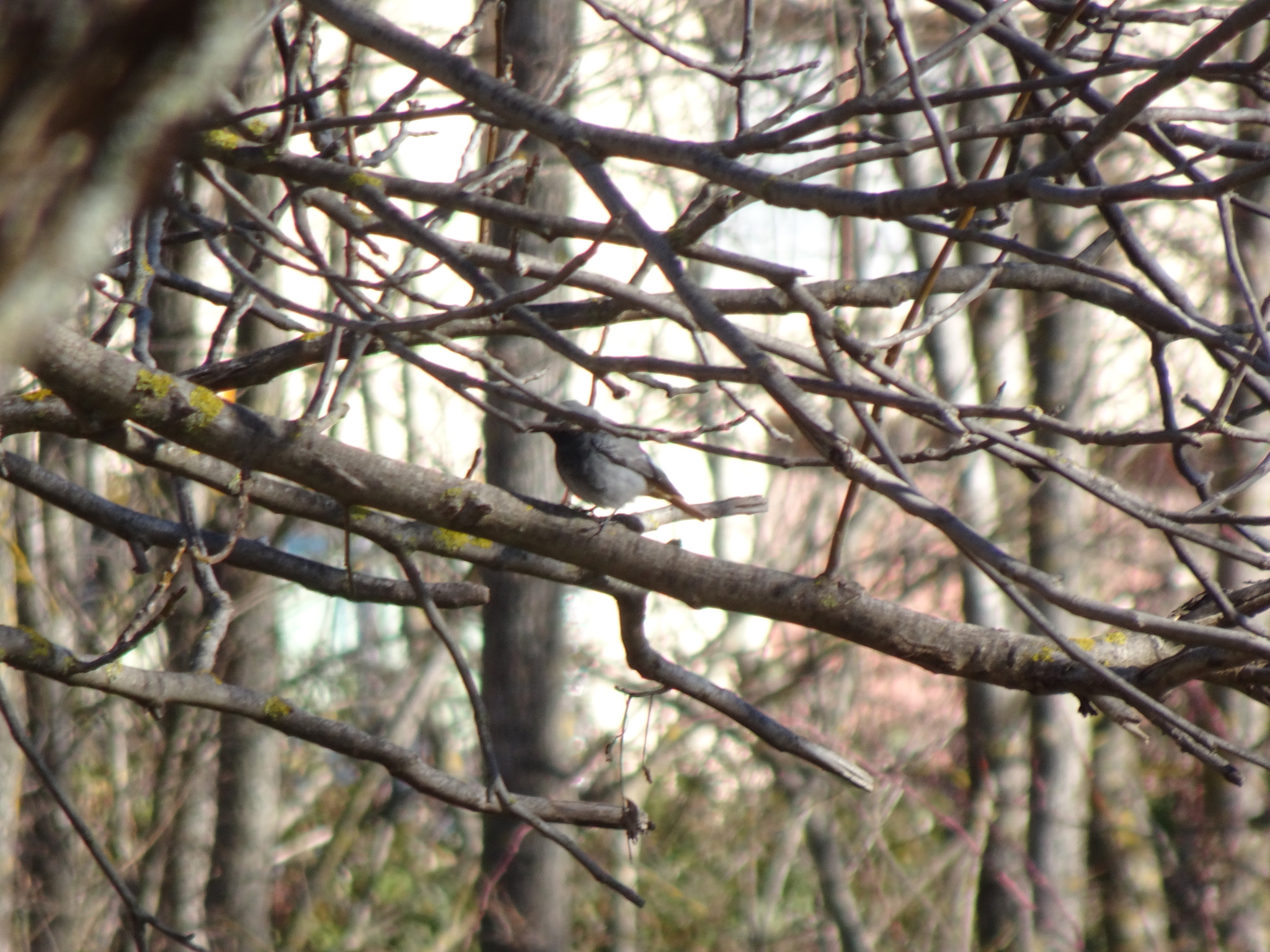 Black Redstart (Phoenicurus ochruros), photo 9