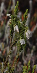 Erica physodes
