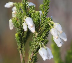 Erica physodes