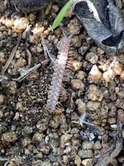 Macrosternodesmidae