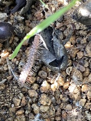 Macrosternodesmidae