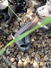 Macrosternodesmidae