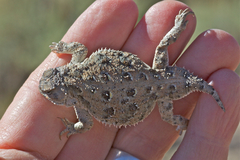 Phrynosoma douglasii
