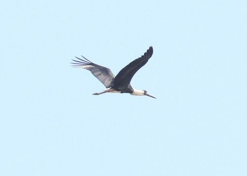 Asian Woolly-necked Stork