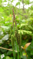 Carex lenticularis