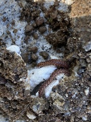 Macrosternodesmidae