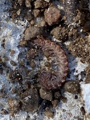 Macrosternodesmidae