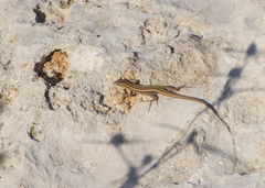 Ophisops elegans schlueteri