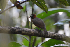 Chestnut-Crested Antbird photo 3