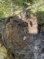 Camponotus festinatus