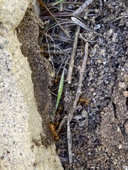 Camponotus festinatus