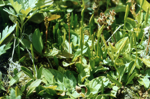 thermal adder's-tongue (Ophioglossum thermale)