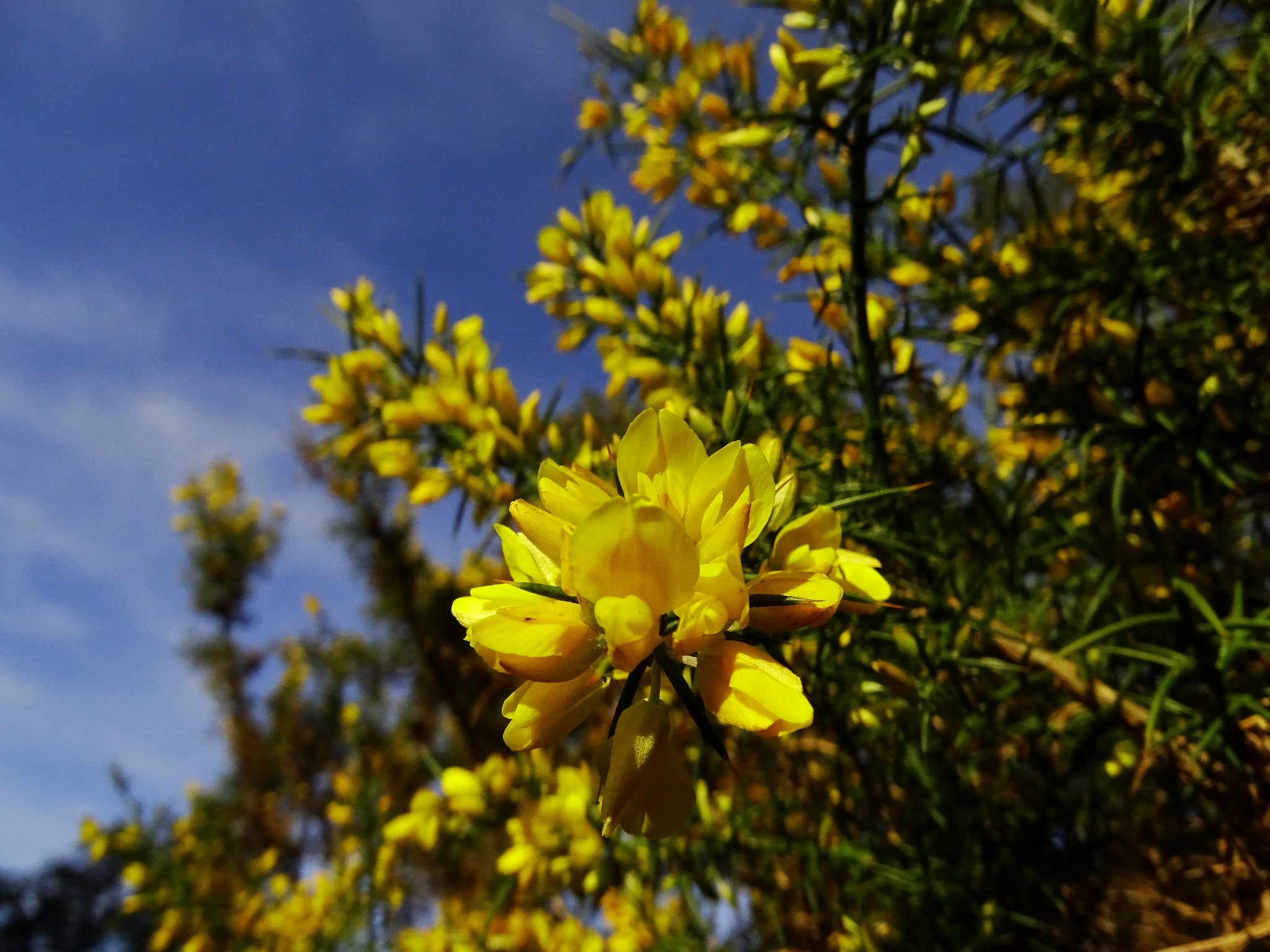 Mediterranean gorse