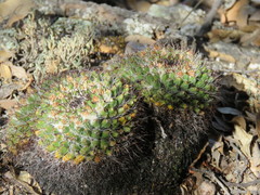 Mammillaria karwinskiana karwinskiana