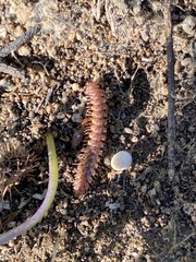 Macrosternodesmidae