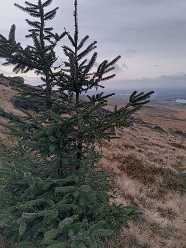 Sitka spruce