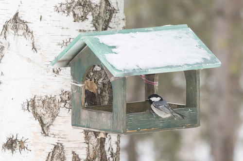 Coal Tit (Periparus ater), photo 9