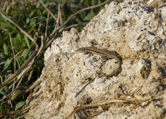 Phoenicolacerta troodica