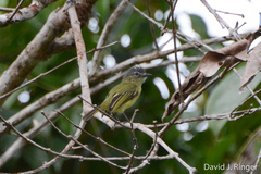 Grey-Crowned Flatbill photo 4