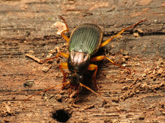 Chlaenius aestivus