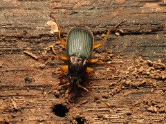 Chlaenius aestivus